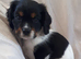 Super Cockalier Pups - Ready Now - Health Tested Parents