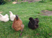 Silkie Hatching eggs