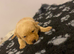 KC registered Labrador puppies