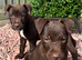 Beautiful Patterdale Puppies