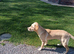 8 month old male labrador