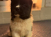AKITA PUPS FROM KC REG REG PARENTS.