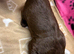 6 puppy’s one is chocolate merle very rare