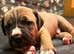 Mastiff hybrid/banddog
