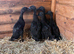 Cayuga ducklings for sale