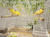 Assorted Canaries and breeding cages.
