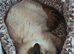 One beautiful ragdoll/blueprint kittens for sale