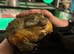 Adult Male African Bullfrog