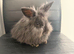 Pure bred Angora