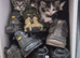 Ragdoll mix kittens