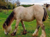 Buskin filly