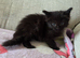 4 adorable kittens