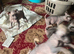 Mobile Pet Microchipping