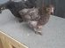 2 young bantam chickens