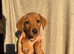 1 Male KC registered Fox Red Labrador READY NOW