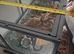 Bull snake