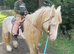 8month cob mare