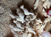 6wk old female ducklings