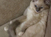 Female ragdoll kitten