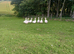 7 Embden Female Geese