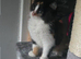 Cute Kitty