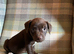 Quality Patterdale Terrier Puppies