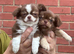 Extra small chihuahua puppies