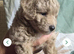 READY TO RESERVE - CAVAPOOCHON LITTER