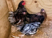Quartet Laced Wyandotte Bantams