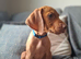 KC Registered Hungarian Vizsla Puppies
