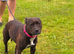 Staffordshire Bull Terrier