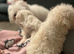 Bichon Maltese