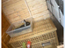 Bonded male/female rabbit pair looking for a loving new home together.