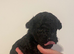 Toy cockapoo pups