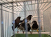 5 Bengalese finches for sale
