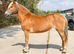 Haflinger X 13.2 mare