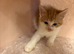 Ragdoll X &pound;100