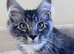 Two pedigree Maine Coon males for adoption