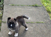 American akita