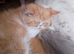 Gorgeous ginger female Persian kitten