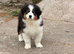 Quality Australian Shepherd Puppies