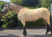 TOP CLASS Connemara mare available!