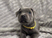 Blue Staffordshire bull terrier pups