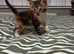 Maine coon cross kittens