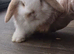 Baby bunny ready for booking!!