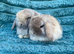 Mini lops