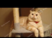 British shorthair kitten female