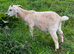 Goats kids for sale
