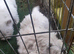 WEST HIGHLAND TERRIER PUPS REGISTERED