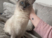 Ragdoll kittens ready to reserve